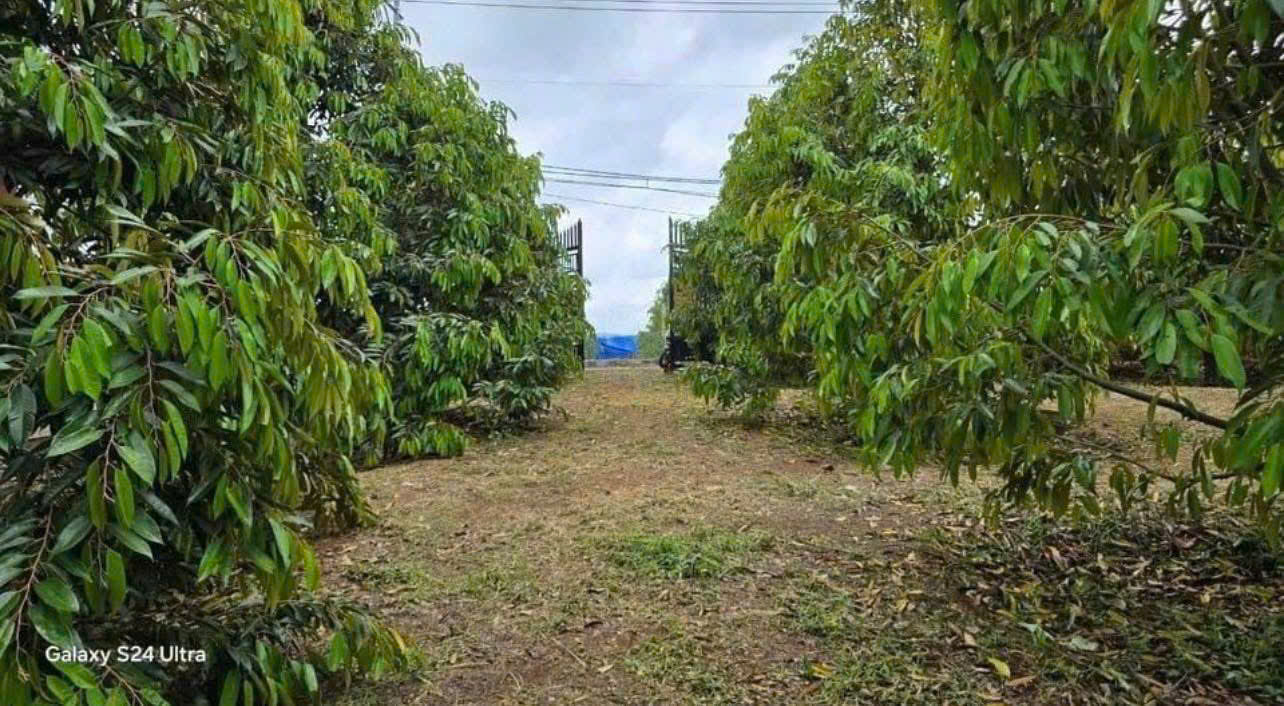 TÔI KẸT TIỀN NÊN CẦN BÁN GẤP VƯỜN SẦU RIÊNG 300 CÂY VÀ CÓ NHÀ CÁP 4 ĐIỆN NƯỚC CÓ SẴN DỌN VÀO Ở NGAY ĐƯỢC 