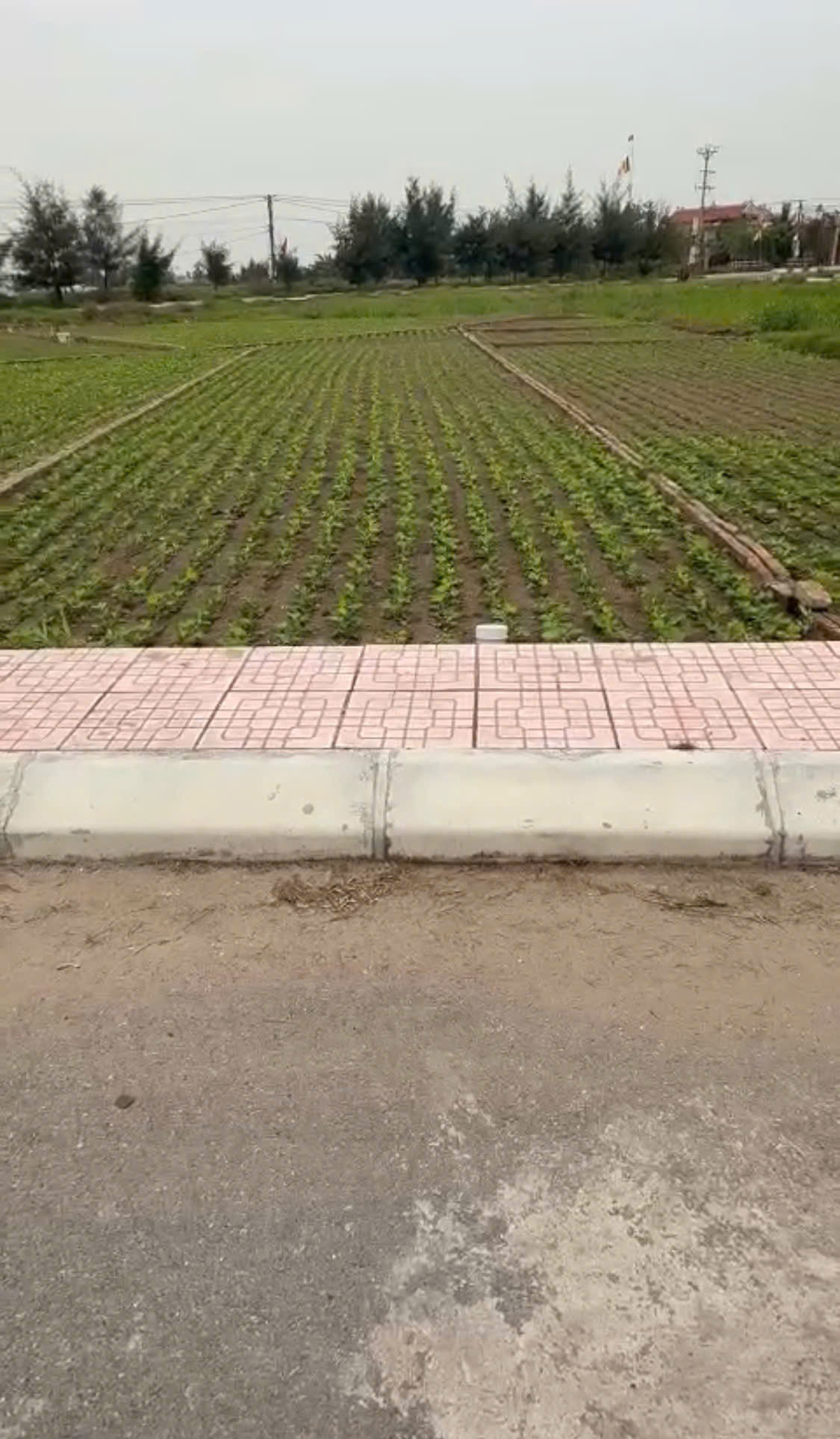  Chủ cần tiền bán đất ven biển Quất Lâm 