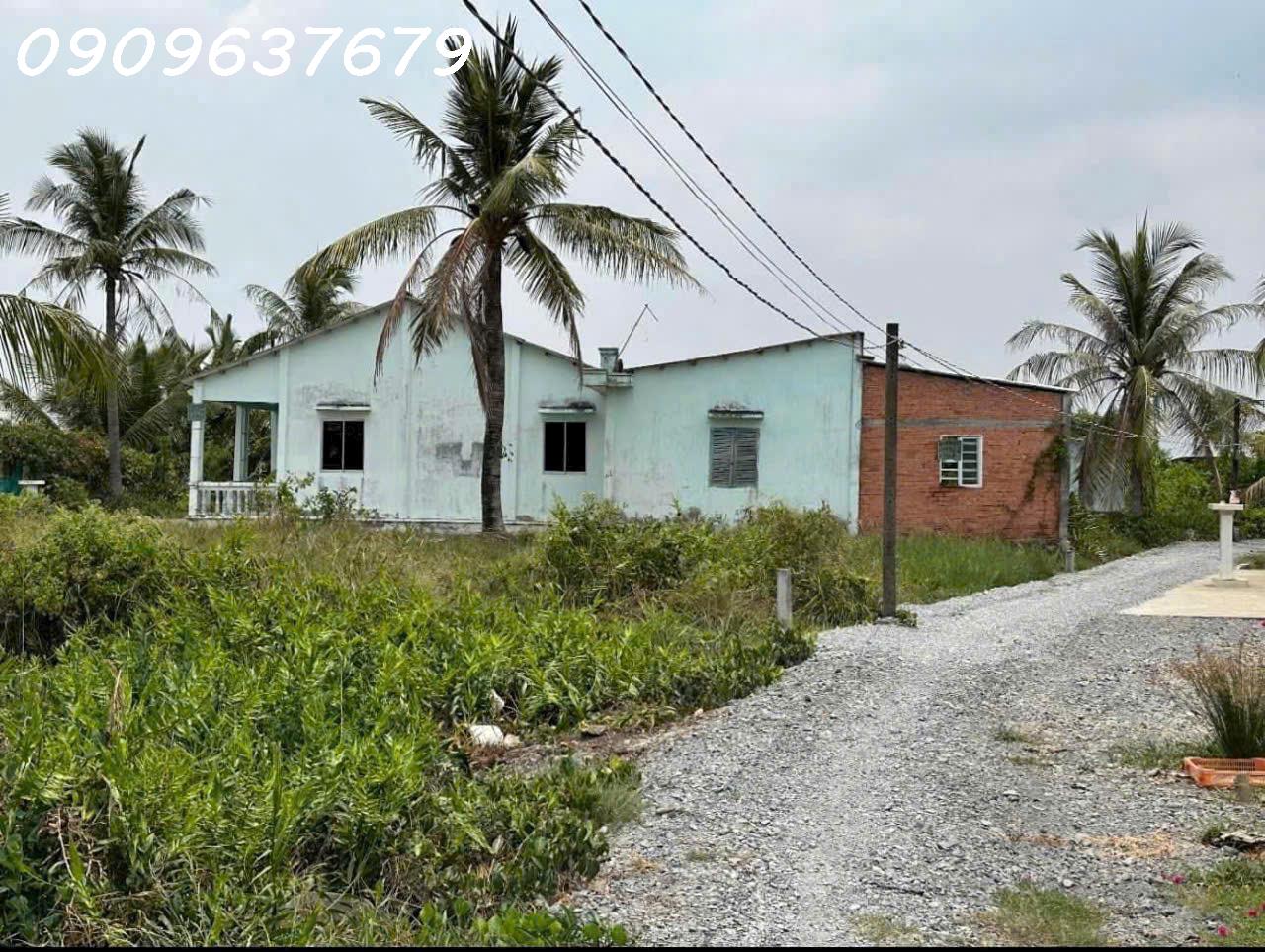  Gấp gấp Bán Nhà vườn có diện tích vuông vức (300m2 Thổ + 1004m2 vườn) Xã Tân Chánh H cần Đước Long an 
