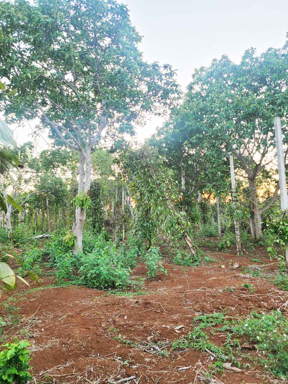  ???? SIÊU PHẨM ĐẤT BAZAN 1,3HA – CÁCH QL14 CHỈ 400M – GIÁ CHỈ 650TR/SÀO ???? 