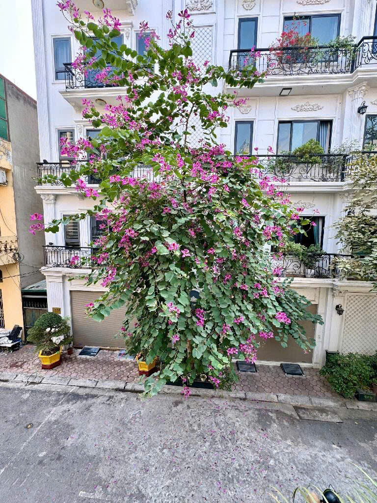  KHU PHÂN LÔ QUÂN ĐỘI- AN NINH TỐT- ĐƯỜNG BÀN CỜ- Ô TÔ ĐẺ VỈA HÈ 