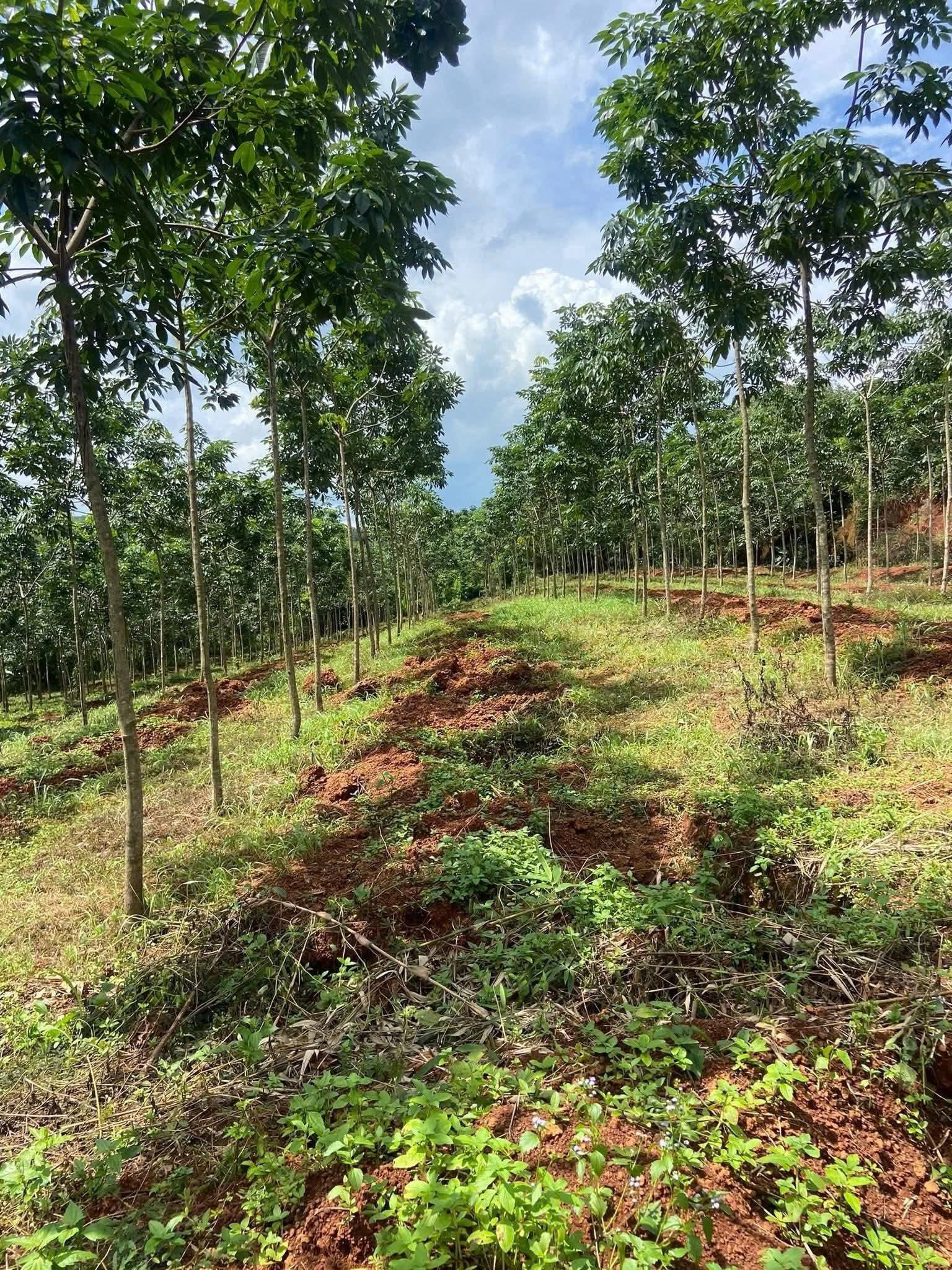  CẦN BÁN ĐẤT ĐẸP TẠI XÃ ĐĂK Ơ – HUYỆN BÙ GIA MẬP – TỈNH  BÌNH PHƯỚC 