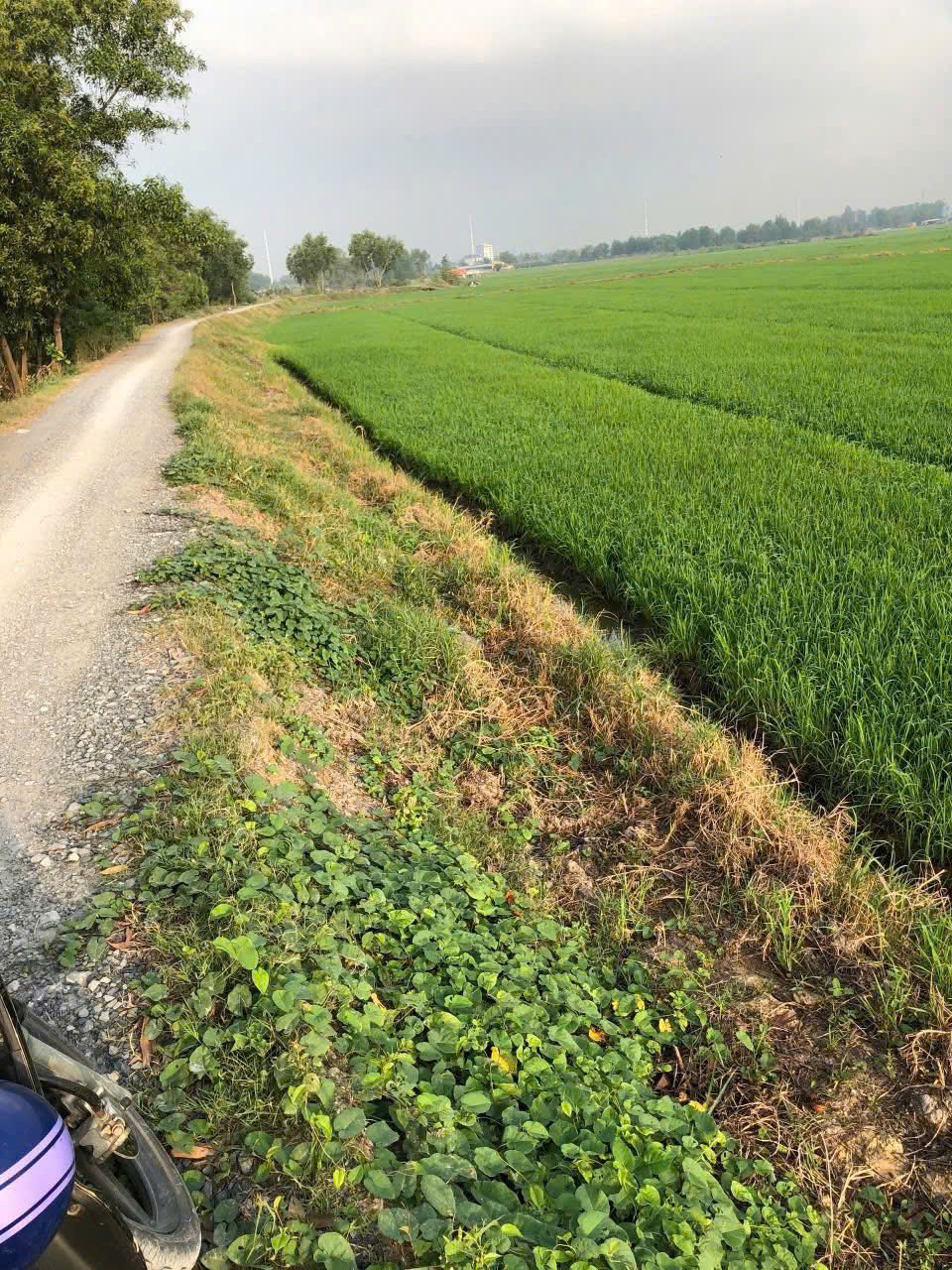  ĐẤT (119x77) MẶT TIỀN TÂN THỚI NHÌ, HÓC MÔN, GIÁ CHỈ 3,5 TRIỆU/M²! 