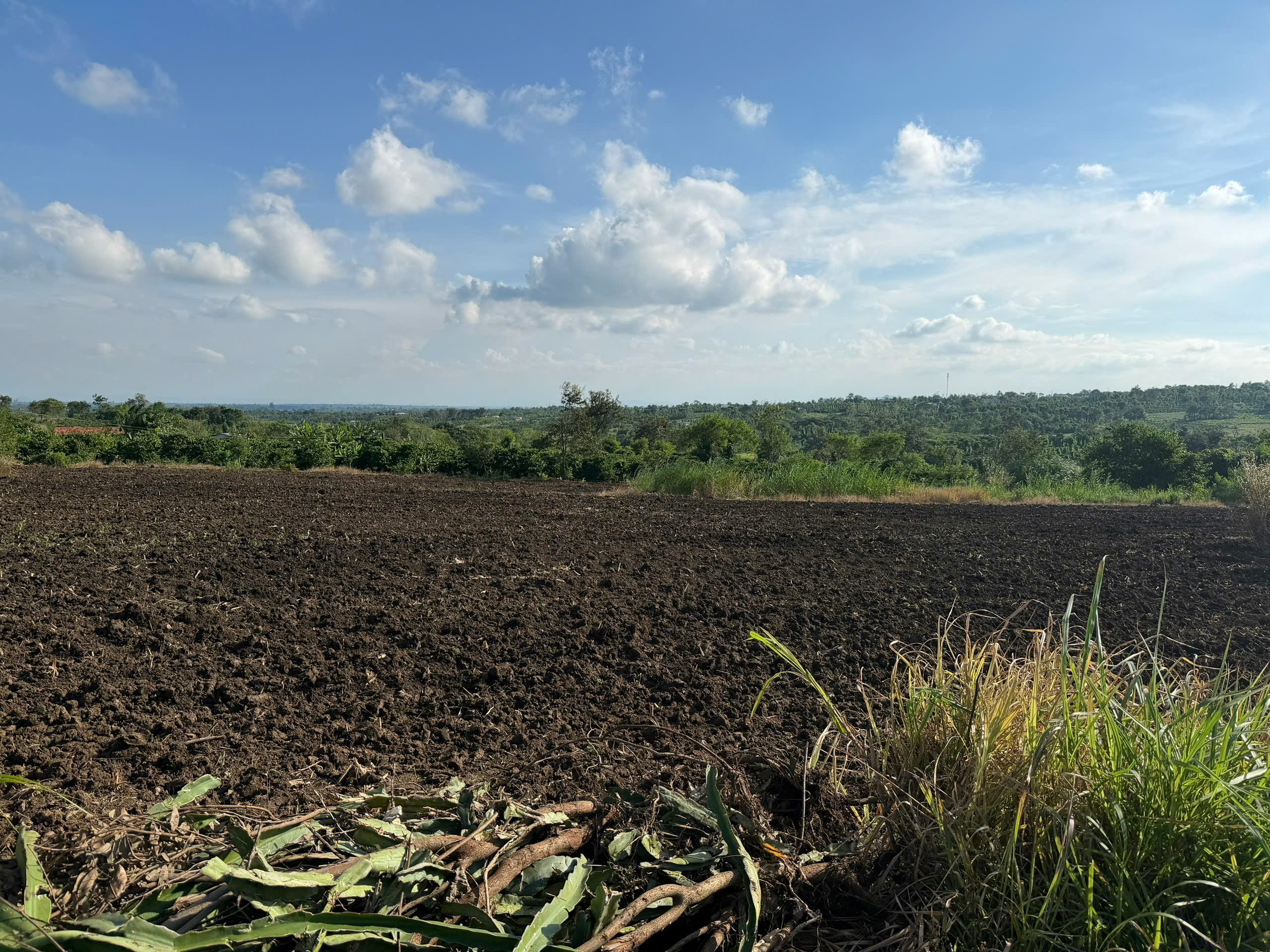  Gần 9300m2 đất full hồng có thể lên thổ cư được chất đất màu mỡ trồng được các loại cây phù hợp farm, trang trại và phân lô 