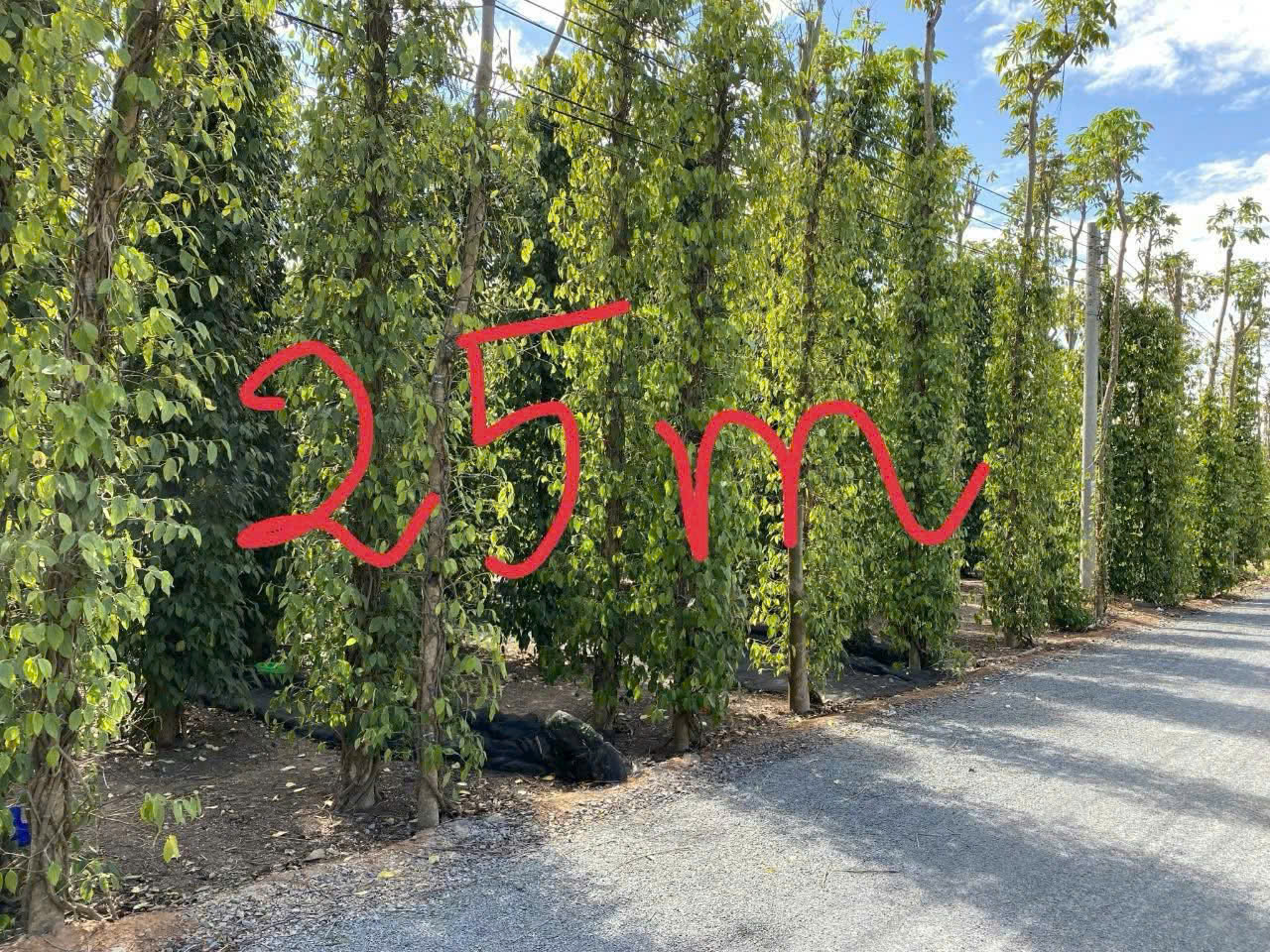  Ngộp bank cần thanh lý gấp chỉ 120tr/m giá chốt  khu dân cư hòa hội cách tl329 chỉ 150m 