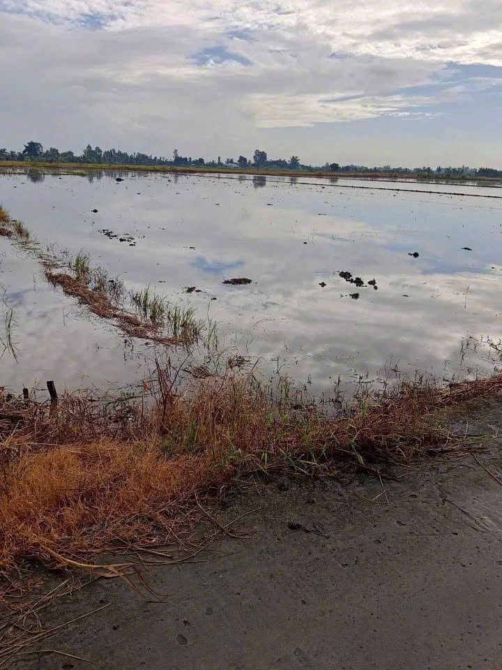  BÁN ĐẤT RUỘNG KHU VỰC PHI THÔNG – RẠCH GIÁ – KIÊN GIANG 