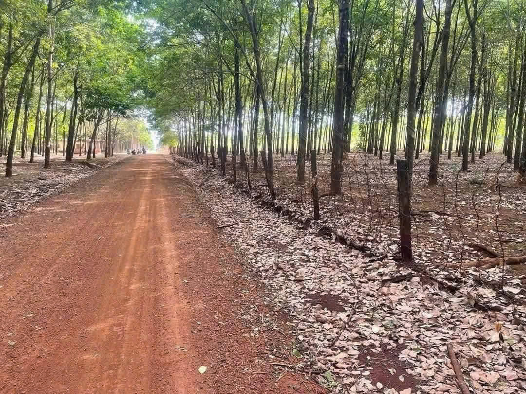  CẦN CHUYỂN NHƯỢNG LÔ CAO SU TẠI TÂN LỢI - HỚN QUẢN - BÌNH PHƯỚC 