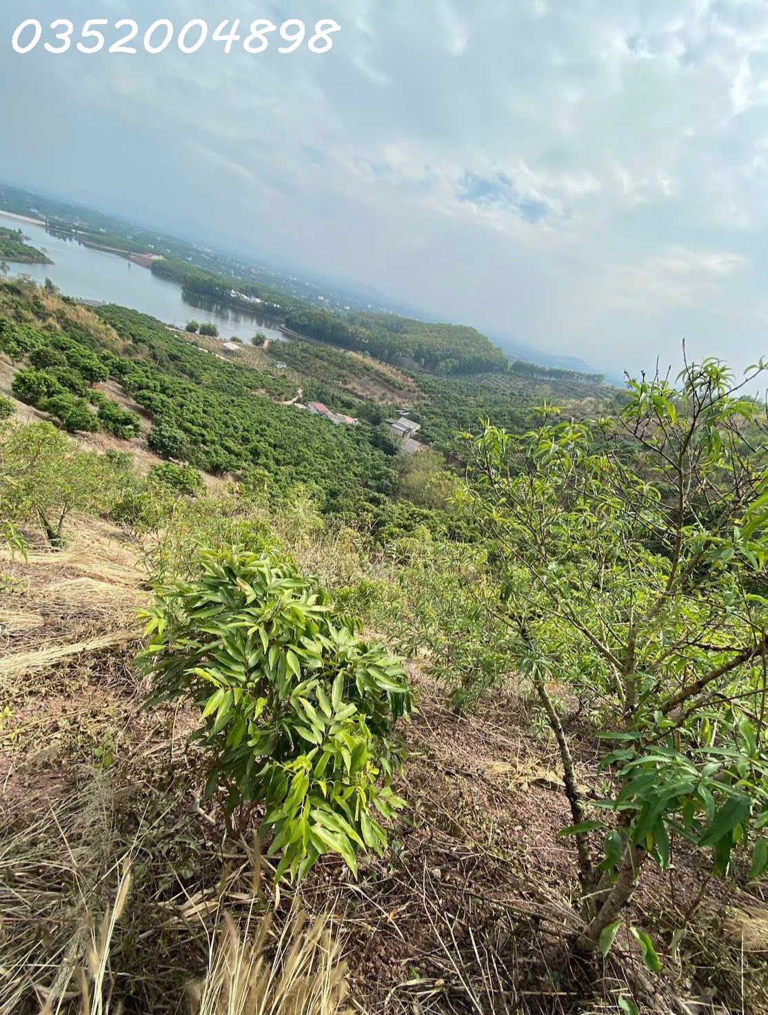  CẦN BÁN 1,6HA ĐẤT TRỒNG CÂY LÂU NĂM – VIEW ĐẸP, GIÁ TỐT! 