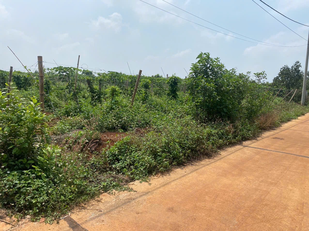  Nhanh tay sở hữu lô đất giá tốt nhất khu vực Biển Hồ – Pleiku! 