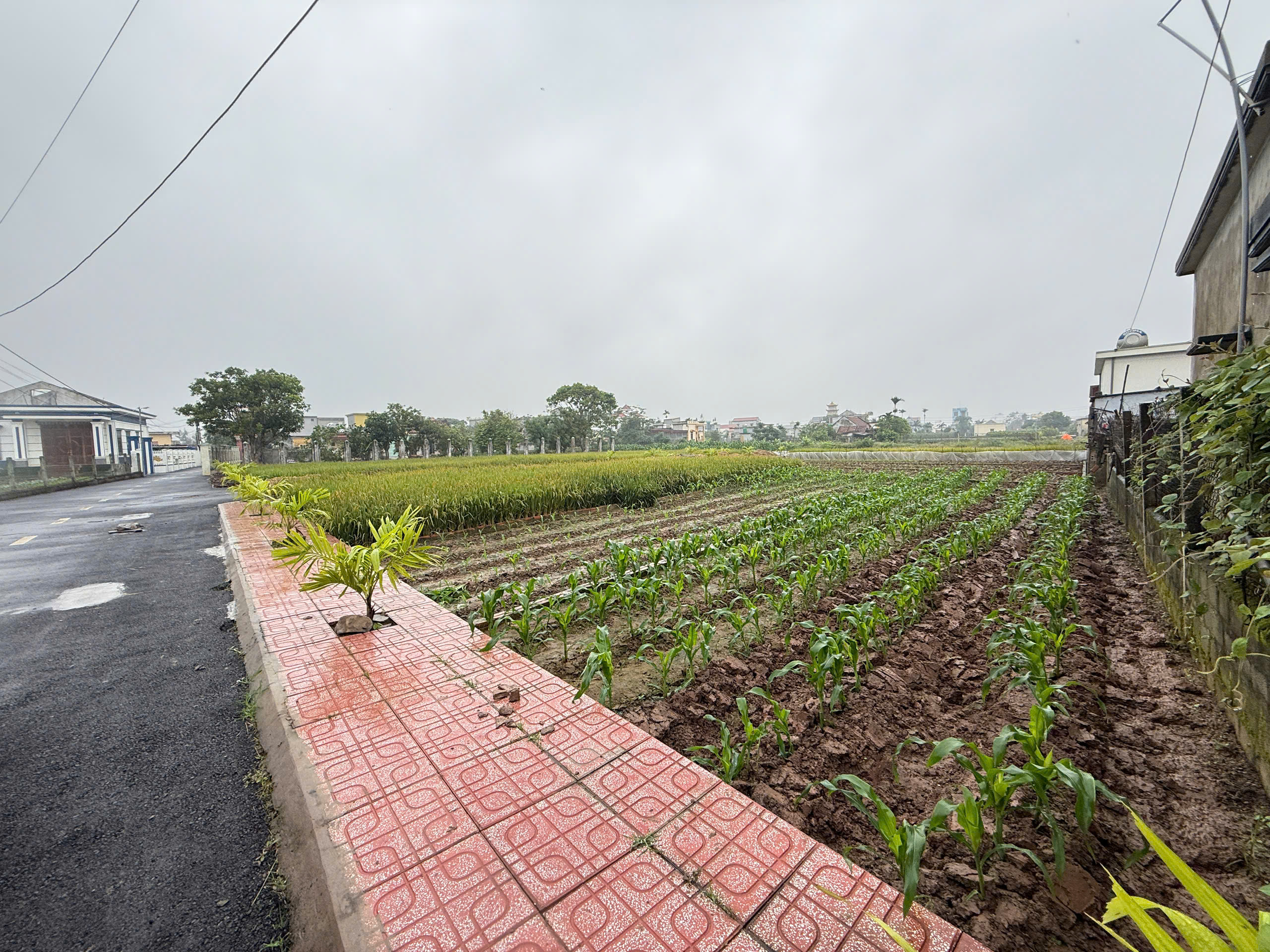  Chính chủ bán đất quất lâm 90m2 gần Quảng trường biển và KCN hiện hữu hơn 1 tỷ 