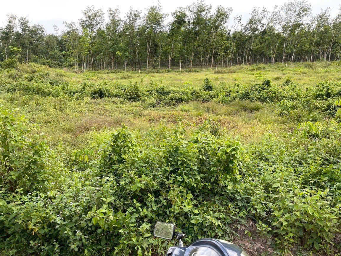  BÁN ĐẤT-  XÃ ĐỊNH THÀNH – HUYỆN DẦU TIẾNG, BÌNH DƯƠNG 