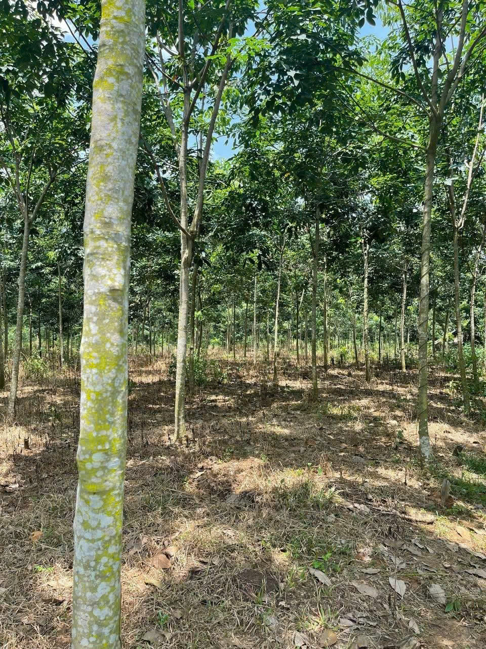  Cần bán vườn cao su tại ấp Hiệp Hoàn A, xã Lộc Quang, huyện Lộc Ninh- .Tỉnh Bình Phước 