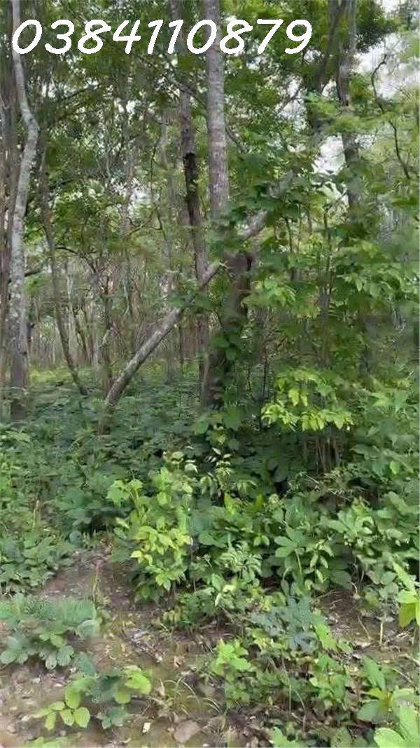  ???? CHUYỂN NHƯỢNG 160 HECTA ĐẤT DỰ ÁN – HÀM TÂN, BÌNH THUẬN ???? 