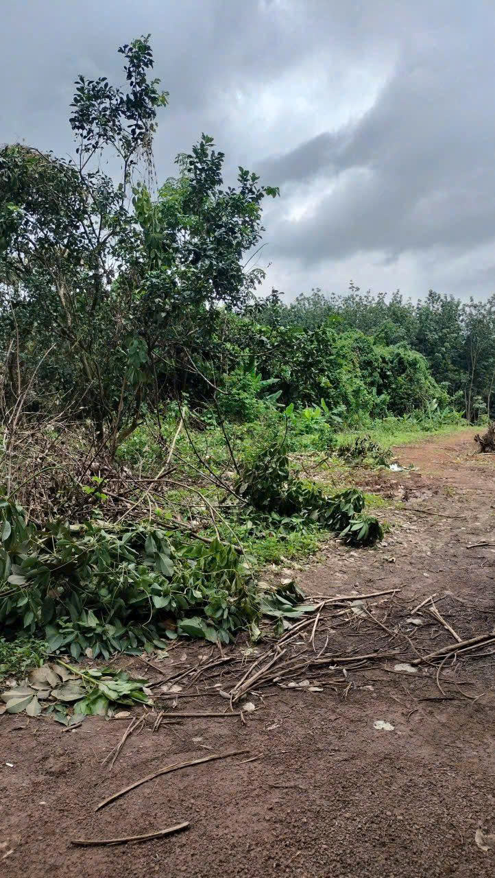  BÁN GẤP 9 SÀO BƯỞI TẠI SÓC RUỘNG, TÂN HƯNG, HỚN QUẢN- BÌNH PHƯỚC 