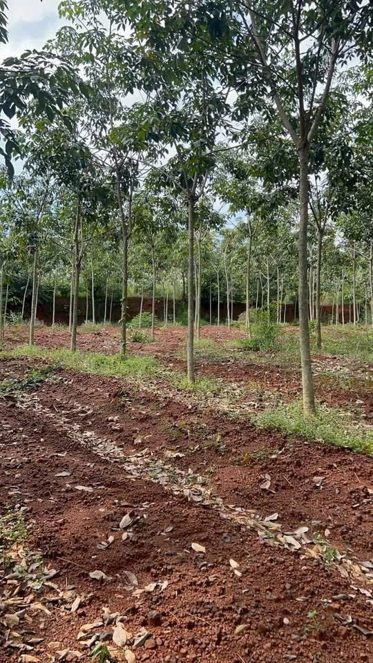  CẦN BÁN GẤP 1,8 HA CAO SU 5 NĂM TUỔI - HUYỆN ĐỒNG PHÚ - BÌNH PHƯỚC 