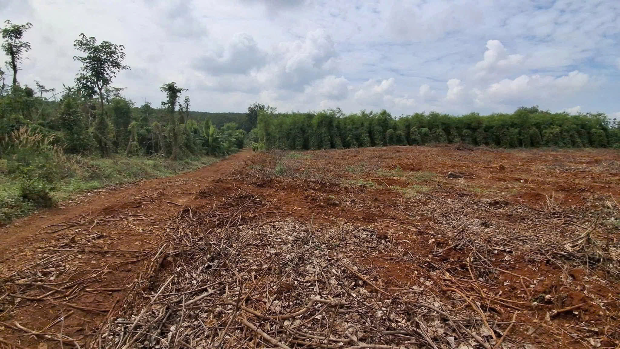  BÁN 1,4 Ha ĐẤT ĐỎ BAZAN – TAM NGUYÊN -XÃ LỘC QUANG -HUYỆN  LỘC NINH - BÌNH PHƯỚC 
