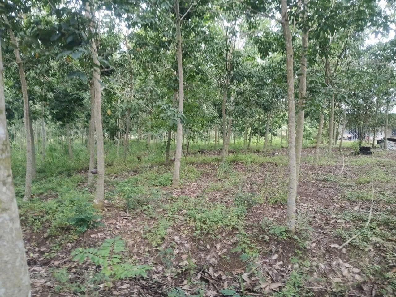  CẦN BÁN 4,3 HA CAO SU – XÃ TÂN HƯNG -HUYỆN LONG THÀNH, ĐỒNG NAI 