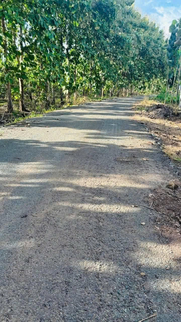  Bán nhà 1 sào 5 – Mặt nhựa Sóc Bưng, Thanh Phú, TX Bình Long - Bình Phước 