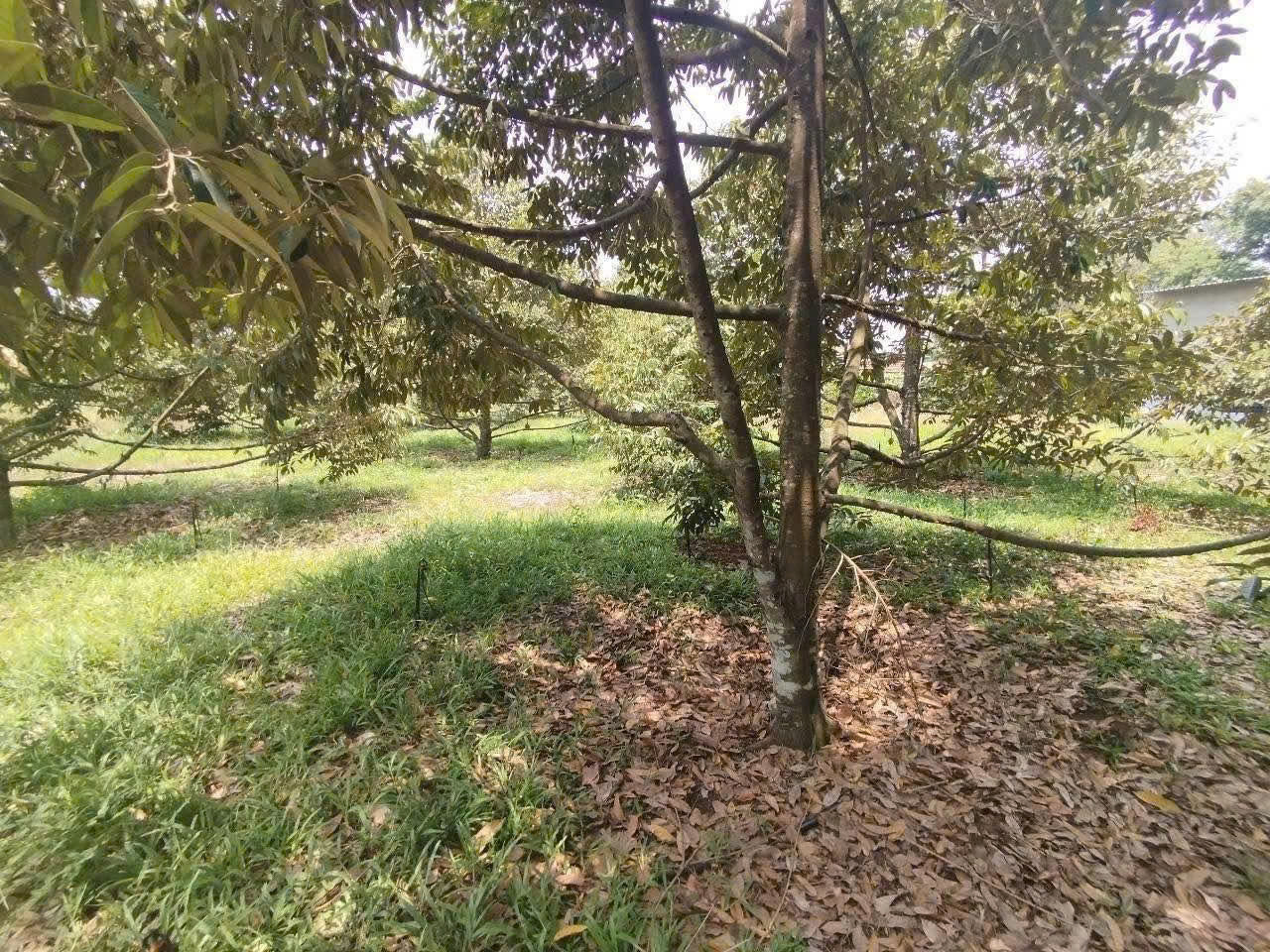  BÁN ĐẤT + NHÀ + VƯỜN SẦU RIÊNG – PHƯỜNG HƯNG CHIẾN, TX BÌNH LONG, BÌNH PHƯỚC 