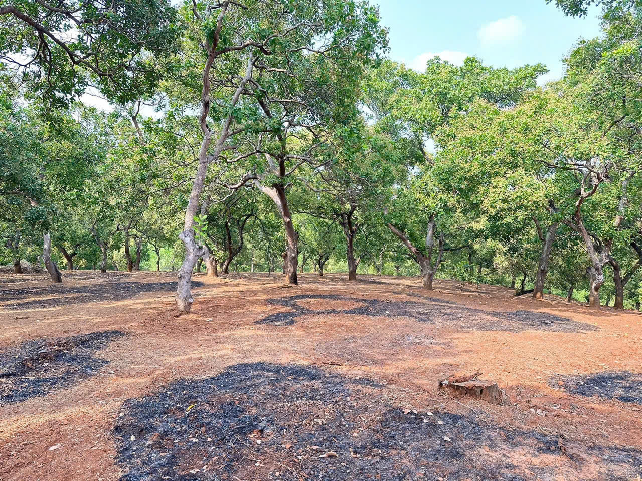  CHÍNH CHỦ CẦN BÁN 1 MẪU 2 ĐẤT VƯỜN ĐIỀU  – SÁT TRỤC ĐƯỜNG ĐT 753 – ĐỒNG PHÚ, BÌNH PHƯỚC 