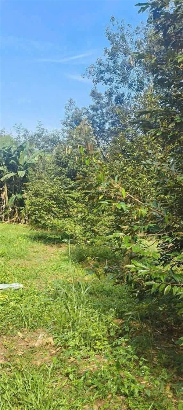  LÔ ĐẤT ĐẸP- GIÁ TỐT chính chủ cần bán nhanh lô đất tiềm năng tại huyện Lộc Ninh tỉnh Bình Phước 