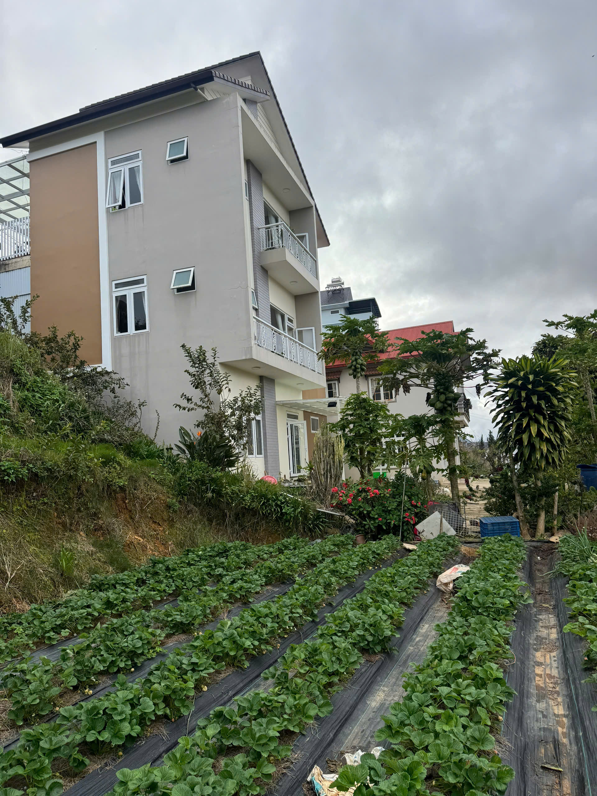  SUẤT ĐẦU TƯ HIẾM – 611m² P7 ĐÀ LẠT VIEW SĂN MÂY – HOÀNG HÔN ĐỈNH CAO – GIÁ 14,9 TỶ 