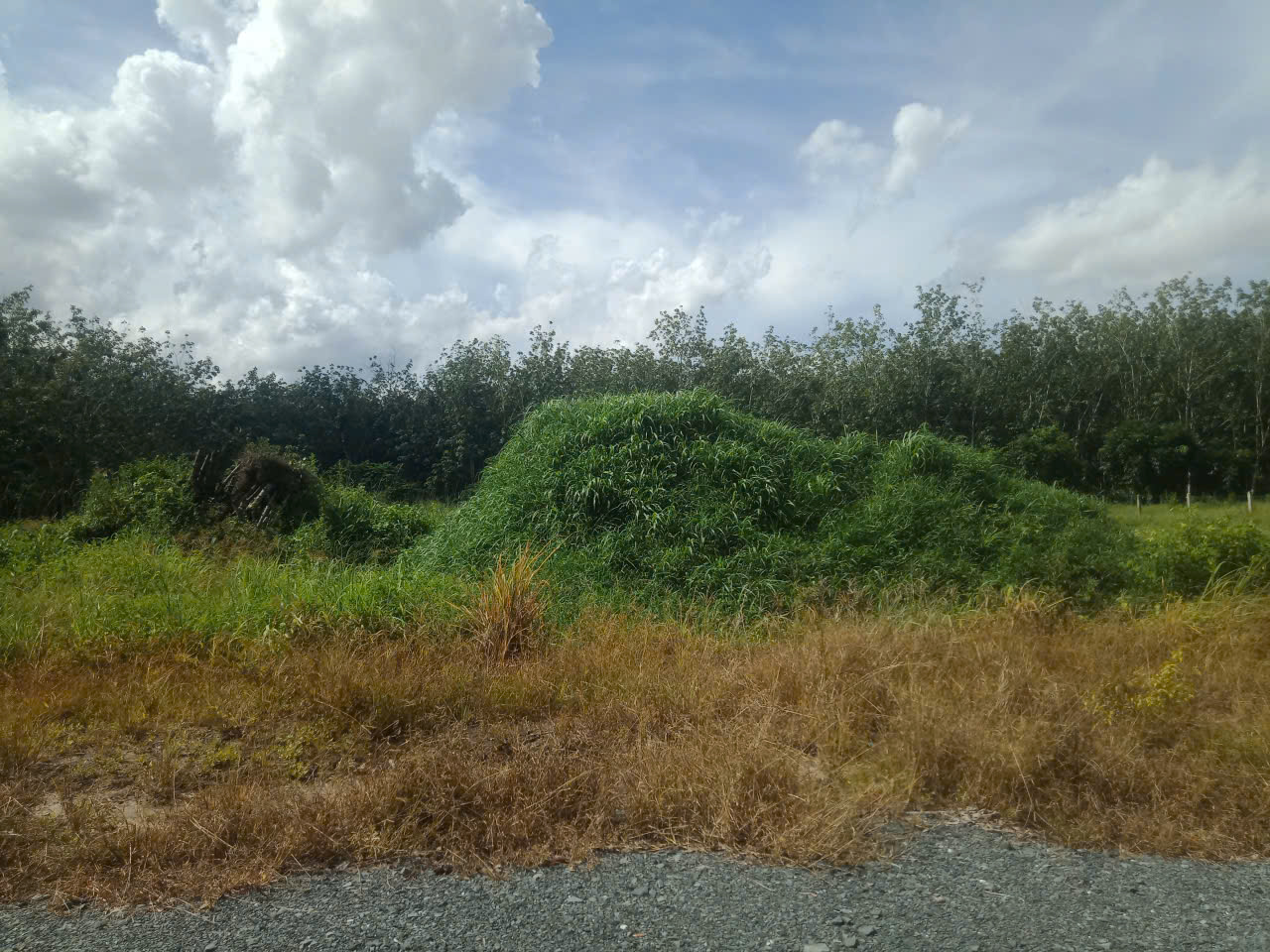  Cần Bán 2 Công Đất Chính Chủ Tại Trường Xuân, Xã Trường Hòa,  Hòa Thành, Tây Ninh 