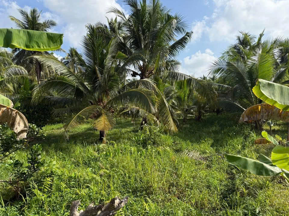  BÁN ĐẤT VƯỜN ĐẸP – 300M² THỔ CƯ – 2 ĐƯỜNG RA VÀO – HUYỆN VŨNG LIÊN , TỈNH VĨNH LONG 