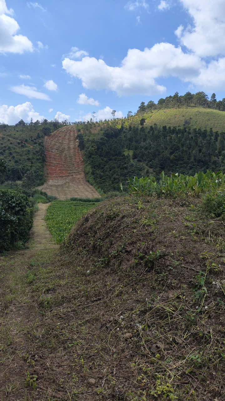  Bán đất ở xã Phú Hội, huyện Đức Trọng, tổng diện tích 8983m2 có 400m2 thổ cư. 