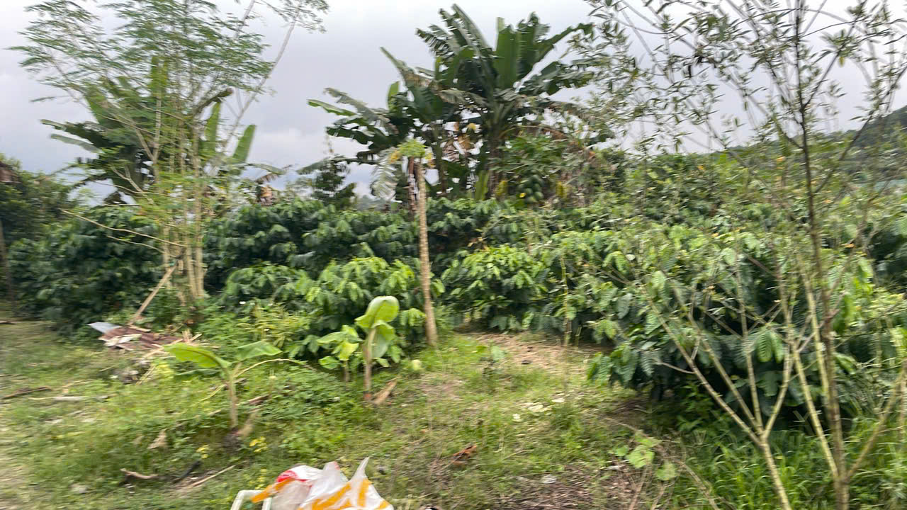  CẦN TIỀN CHỮA BỆNH CHO MẸ BÁN GẤP ĐẤT TẠI XÃ HÒA NAM, DI LINH, LÂM ĐỒNG. 