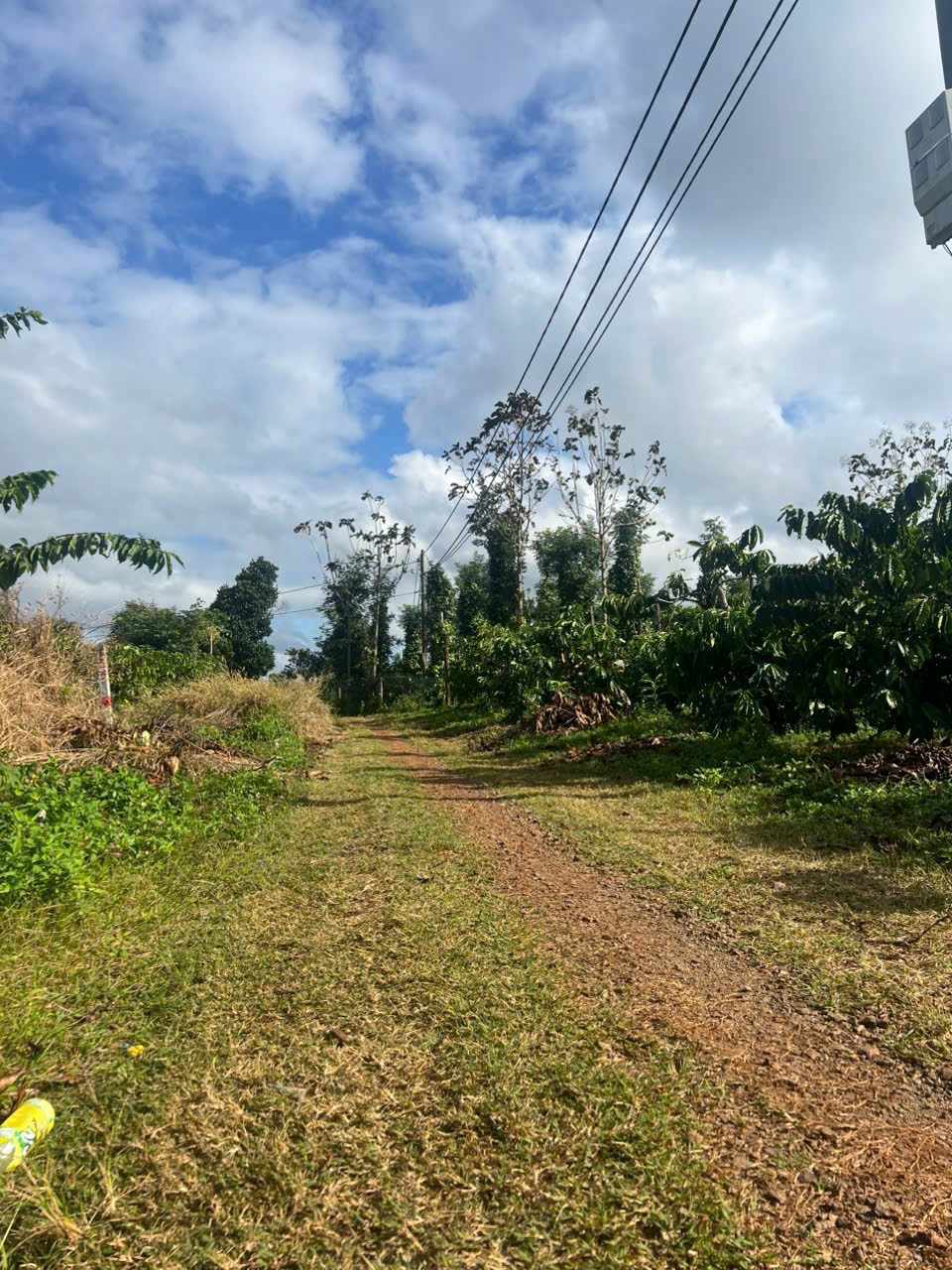  Ea Kiết- Cư Mgar dt 450m2 sẵn thổ cư đường oto tới đất đất full cà phê xen sầu riêng cho thu giá chỉ 299tr bao sổ 