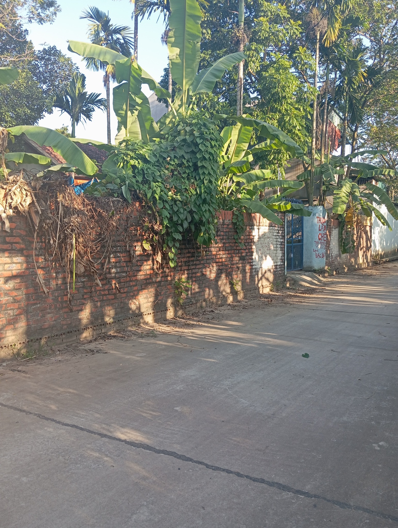  Bán lô đất 300m2 ( mặt tiền 21m)Thuộc  Thôn Táo – Thổ Tang – Phú Thọ. 