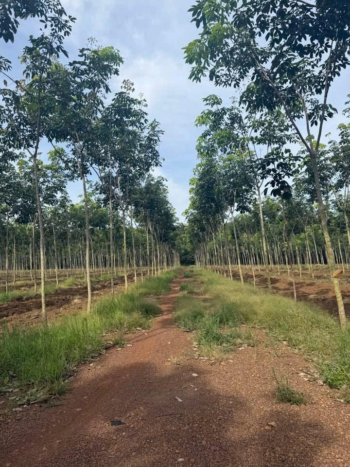  SIÊU PHẨM ĐẤT TÂN THÀNH – THỊ XÃ ĐỒNG XOÀI - BÌNH PHƯỚC-  MẶT TIỀN Ô TÔ 333m 