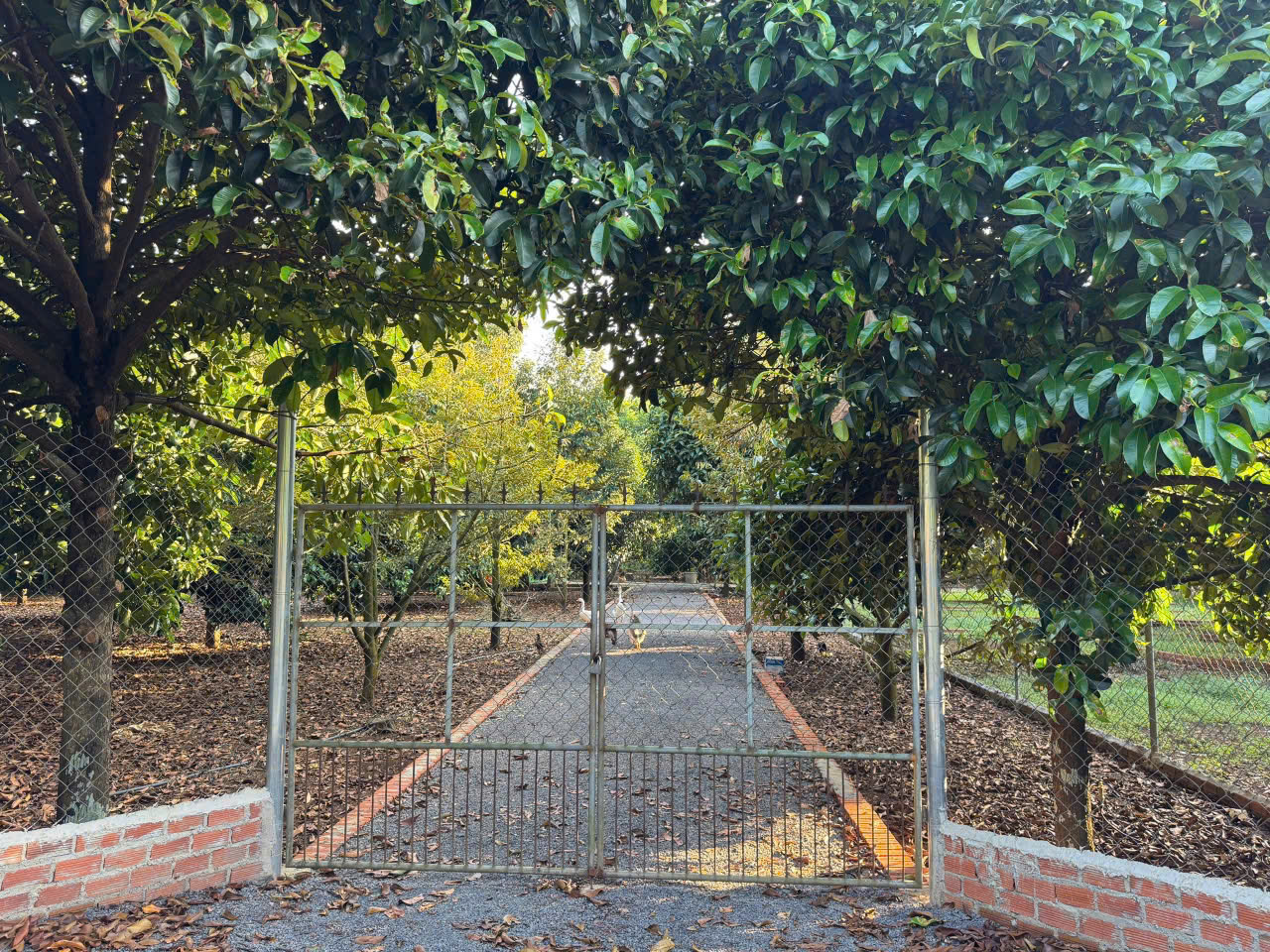  ĐÓN ĐẦU DẦU GIÂY – ĐẤT FULL THỔ CƯ - 775TR/125M², SỔ RIÊNG 