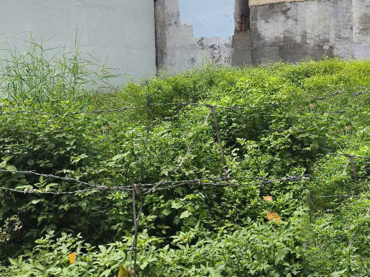  K1934 ✨✨ Giá rẻ! đất Mặt tiền Thới An 4 Q12, SHR, Vuông, 6.4x14m, 5.x tỷ x nhỏ 