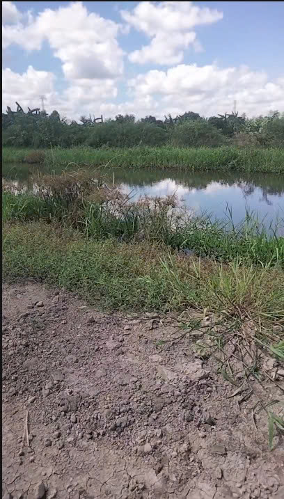  BÁN GẤP ĐẤT VƯỜN 6.900m² – PHỤNG HIỆP, CẦN THƠ – Ô TÔ 7 CHỖ TỚI ĐẤT 