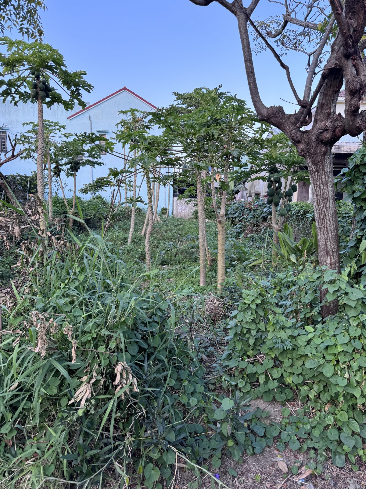  Bán đất mặt tiền Trần Nhân Tông Cẩm Thanh, 200m², trục du lịch Hội An, giá 6,5 tỷ 