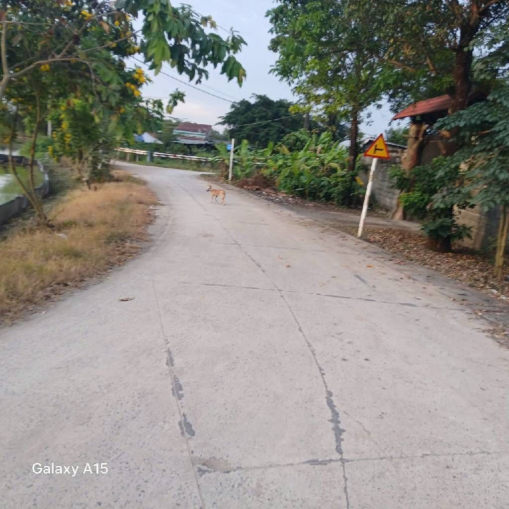  Bán Gấp  2ha Đất CLN, Tân Phú Trung . Củ Chi,Nguyễn Thị Lắng. Giá 48 tỷ. 