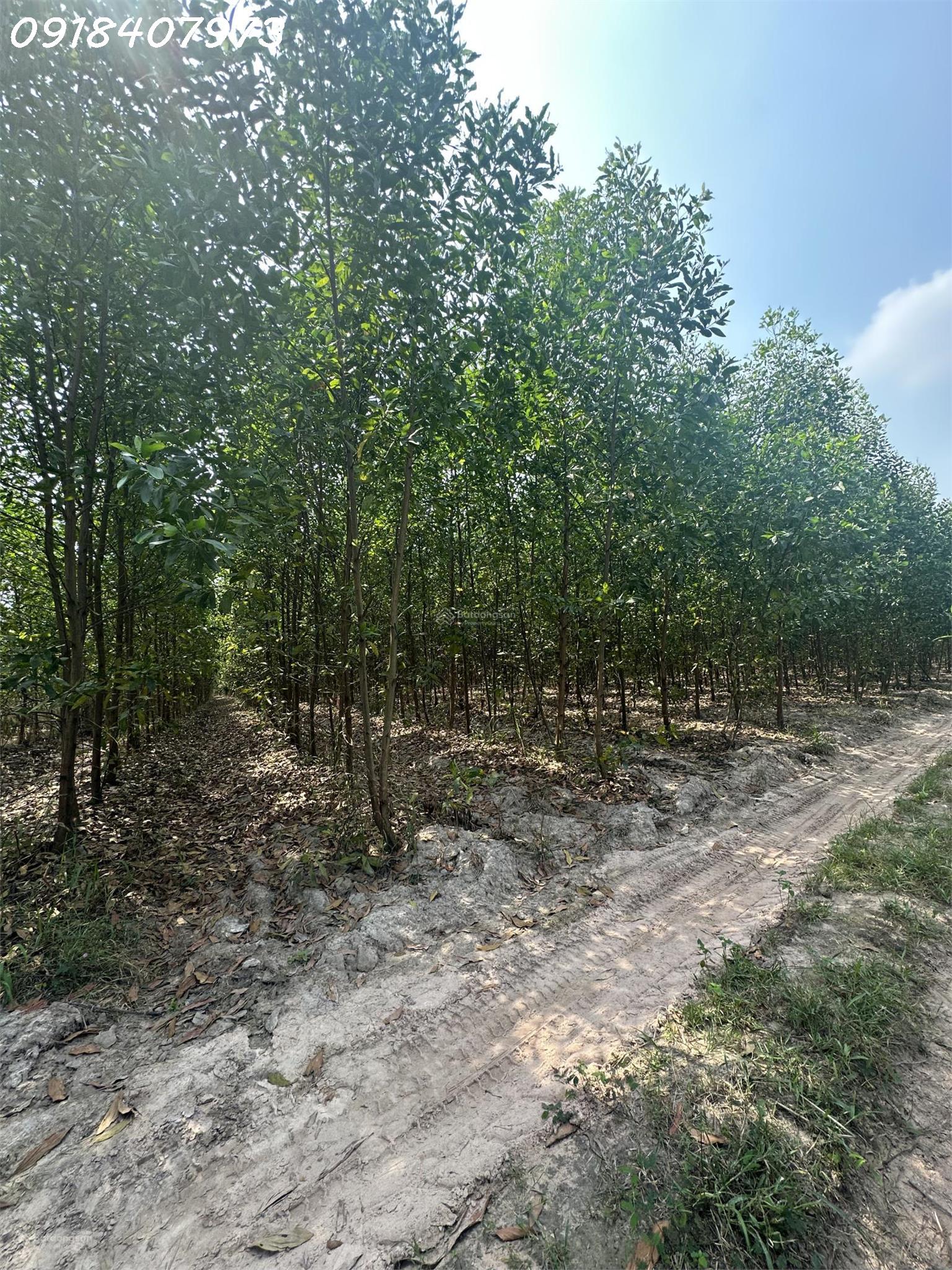  Bán gấp 1.800m2 tại Vĩnh Thanh, Nhơn Trạch, Đồng Nai, giá 2,2 triệu/m2 