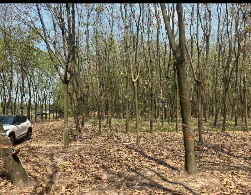  QUỸ ĐẤT LỚN 10.000m² – MẶT TIỀN DH604 – PHƯỜNG CHÁNH PHÚ HÒA, TP. HỒ CHÍ MINH 