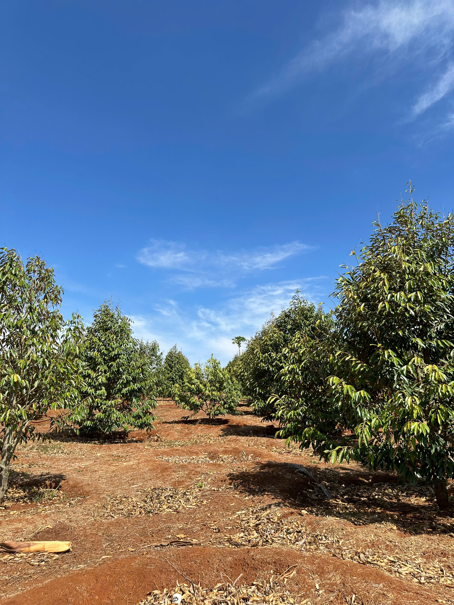  CẦN BÁN ĐẤT RẪY 2,9HA  – CÀ PHÊ, SẦU RIÊNG KINH DOANH ỔN ĐỊNH – ĐƯỜNG BÊ TÔNG TẬN NƠI - HUYỆN EA H’LEO, TỈNH ĐẮK LẮK 