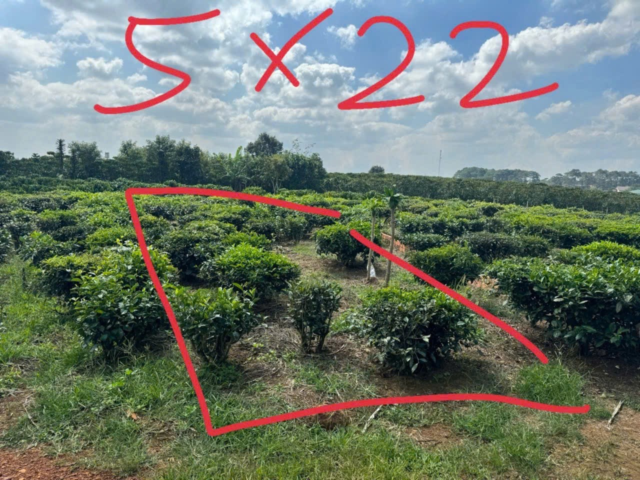  ĐẤT ĐẸP – GIÁ TỐT  – CHÍNH CHỦ CẦN BÁN GẤP tại Thị Trấn Lộc Thắng, Bảo Lâm, Lâm Đồng 