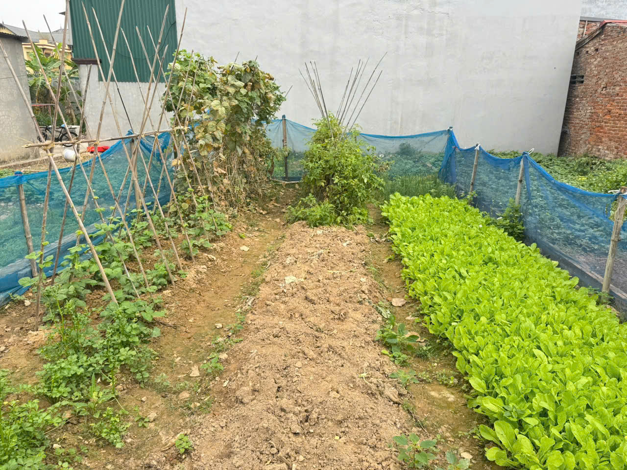  Bán 82m đất Tam Đồng, Mê Linh, HN. Đất vuông vắn, full thổ cư. Mặt tiền rộng 