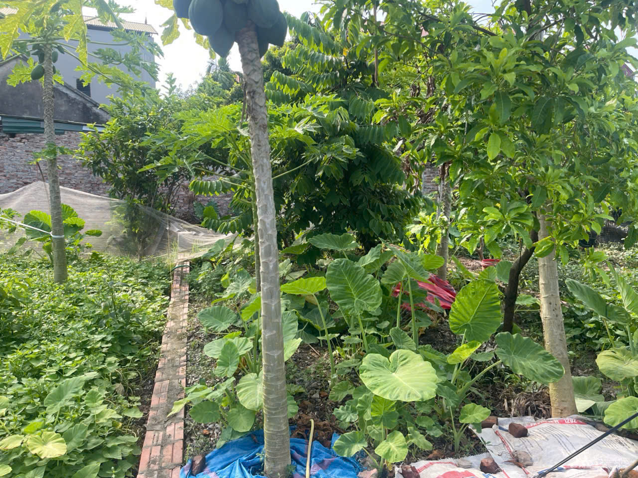  CHÍNH CHỦ CẦN BÁN 42 M2 GIAO TẤT A - THUẬN AN, GIÁ NHỈNH 2 TỶ, LIÊN HỆ 0985865658 