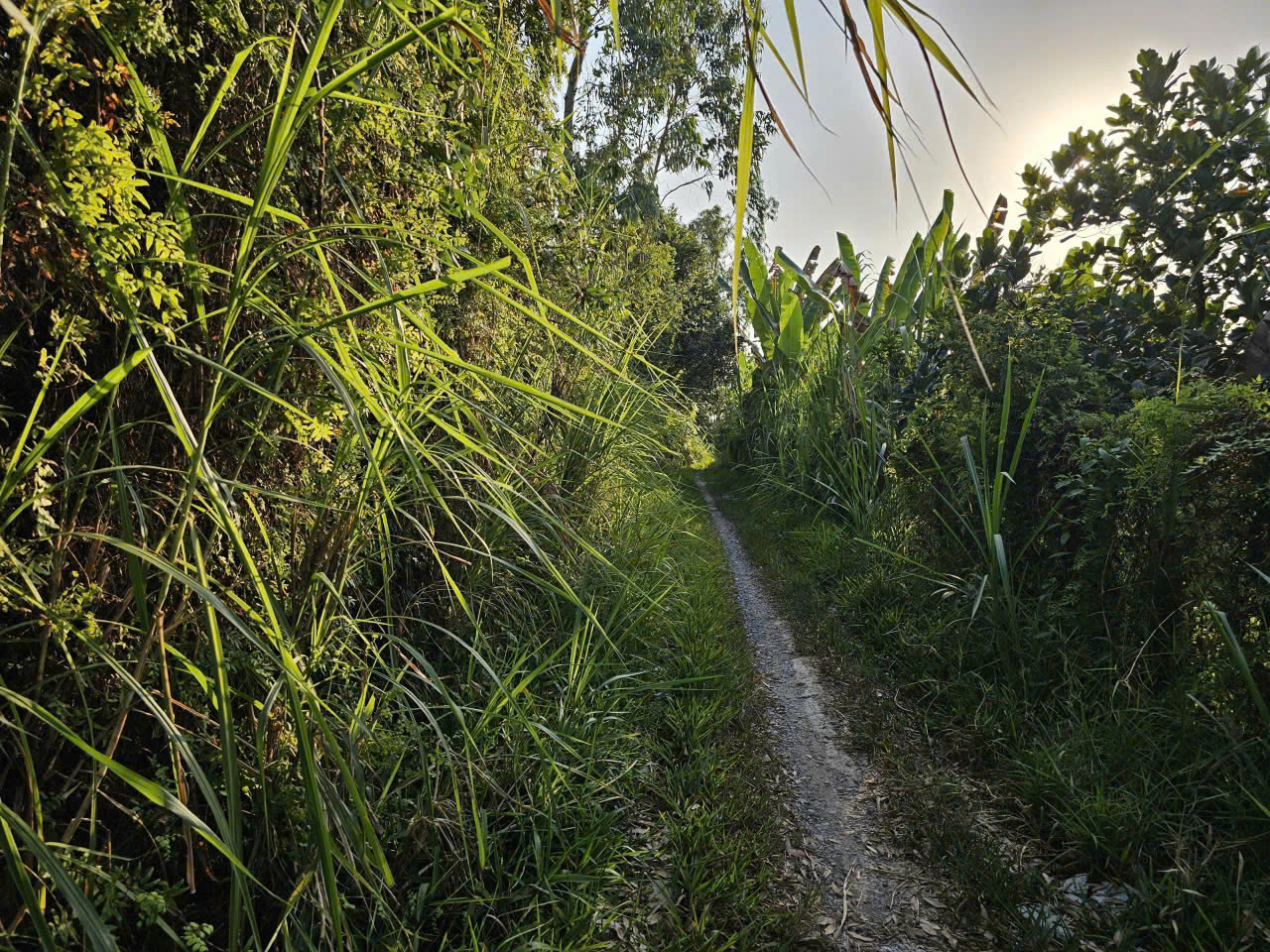  CHÍNH CHỦ CẦN BÁN ĐẤT VƯỜN TẠI XÃ HÒA TỊNH - H.MANG THÍT - VĨNH LONG 