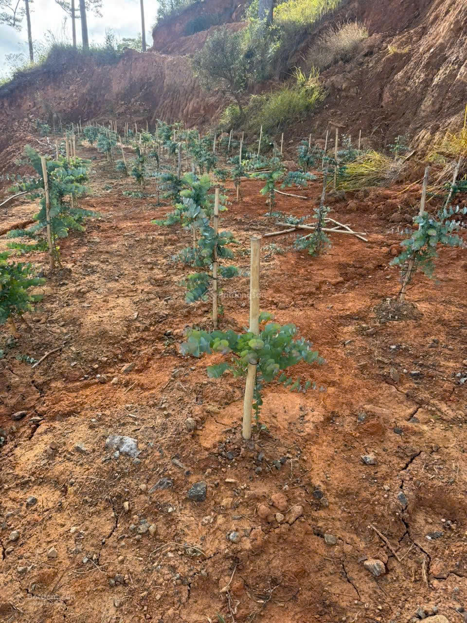  Bán đất tại xã Đạ Sar, Lạc Dương, Lâm Đồng, 400 triệu/1000m2 đẹp, nhiều tiện ích 