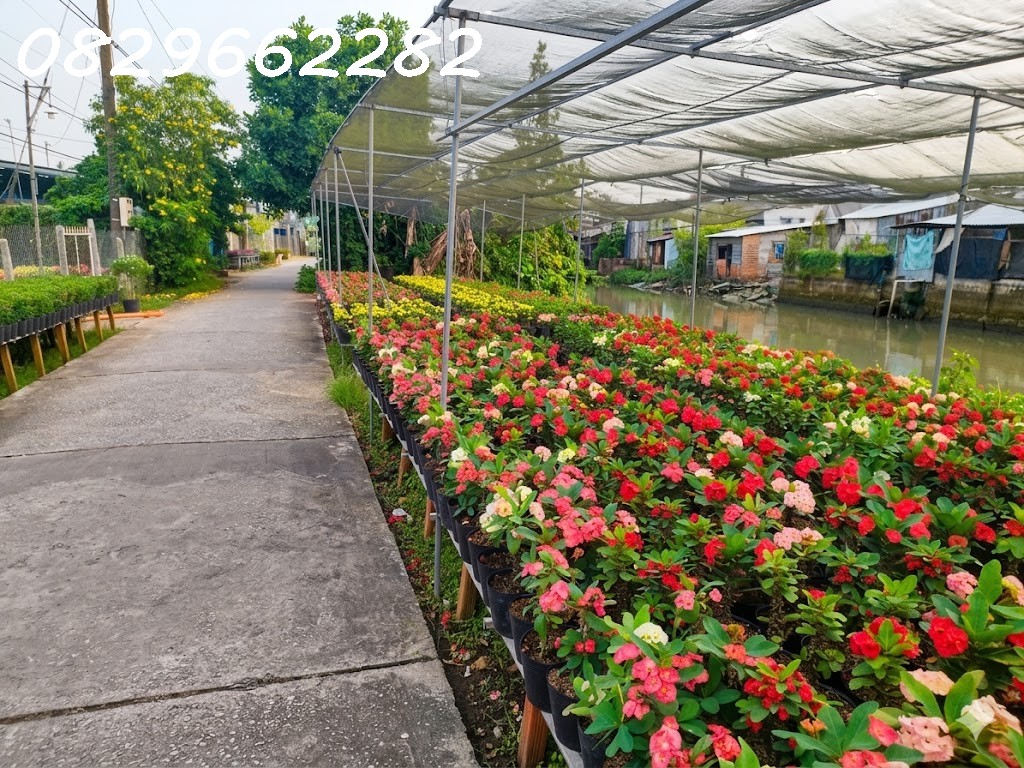  Đất nền SA ĐÉC Đồng Tháp - Phạm Hồng Thái. 308m2, Sổ Hồng, hướng Tây Nam, giá 2 tỷ. 