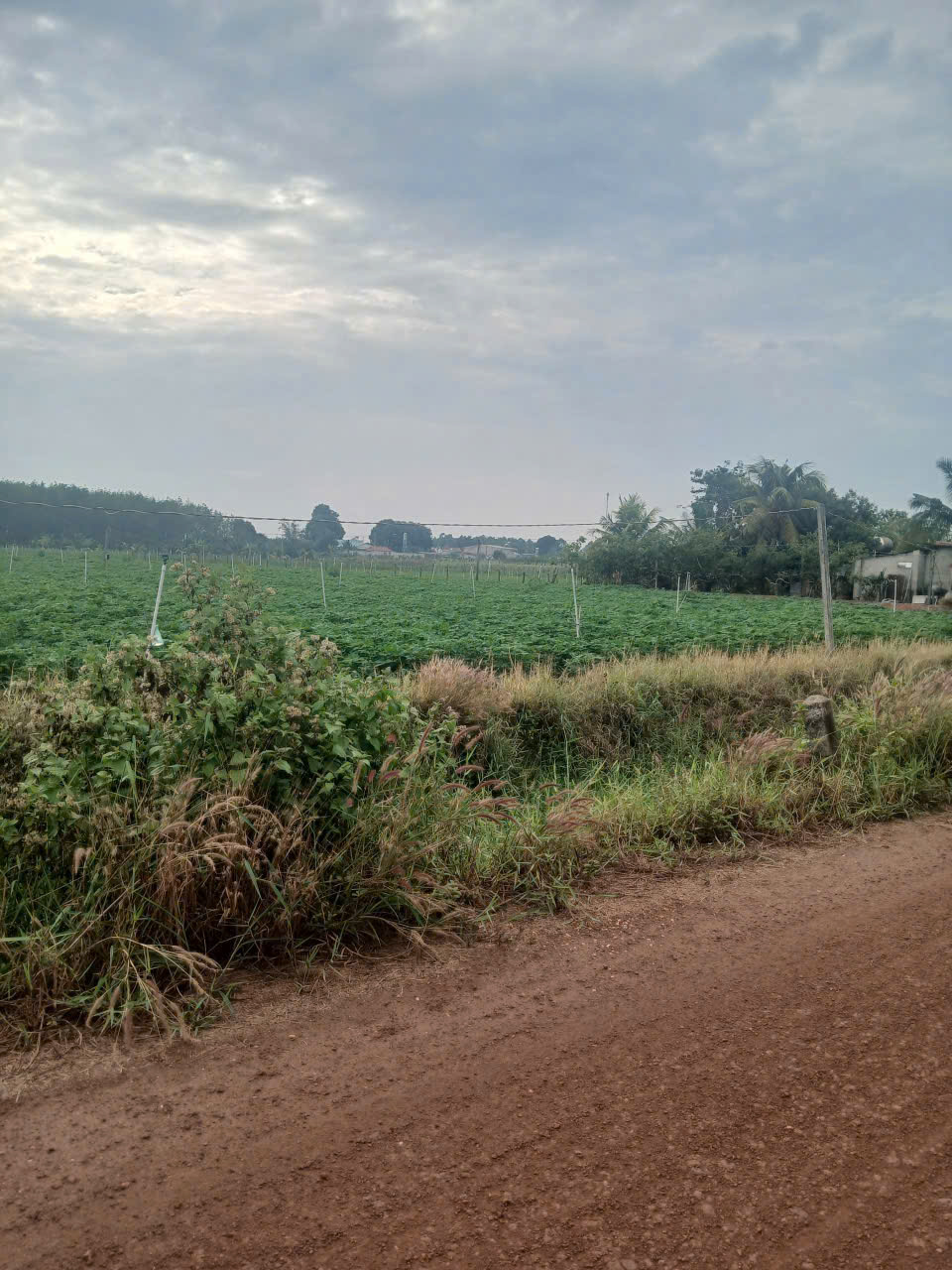  Đất mặt tiền Tân Châu Tây Ninh giá 3.5 tỷ 