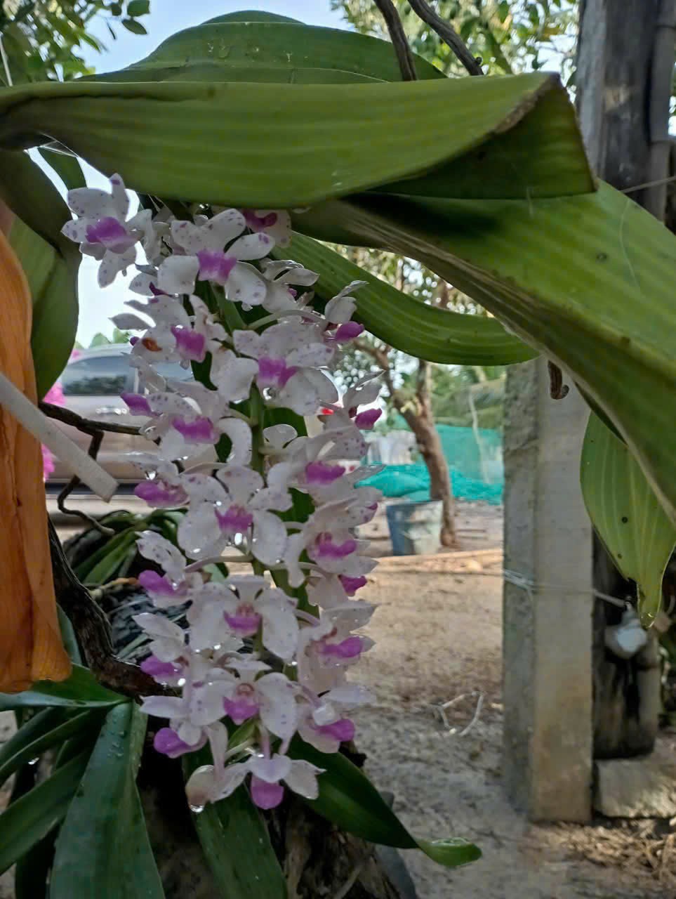  NHÀ VƯỜN ĐẸP – GIÁ TỐT –CHÍNH CHỦ CẦN BÁN NHÀ VƯỜN Đường Võ Văn Tần,Tân Hải, TX. La Gi,  Bình Thuận 