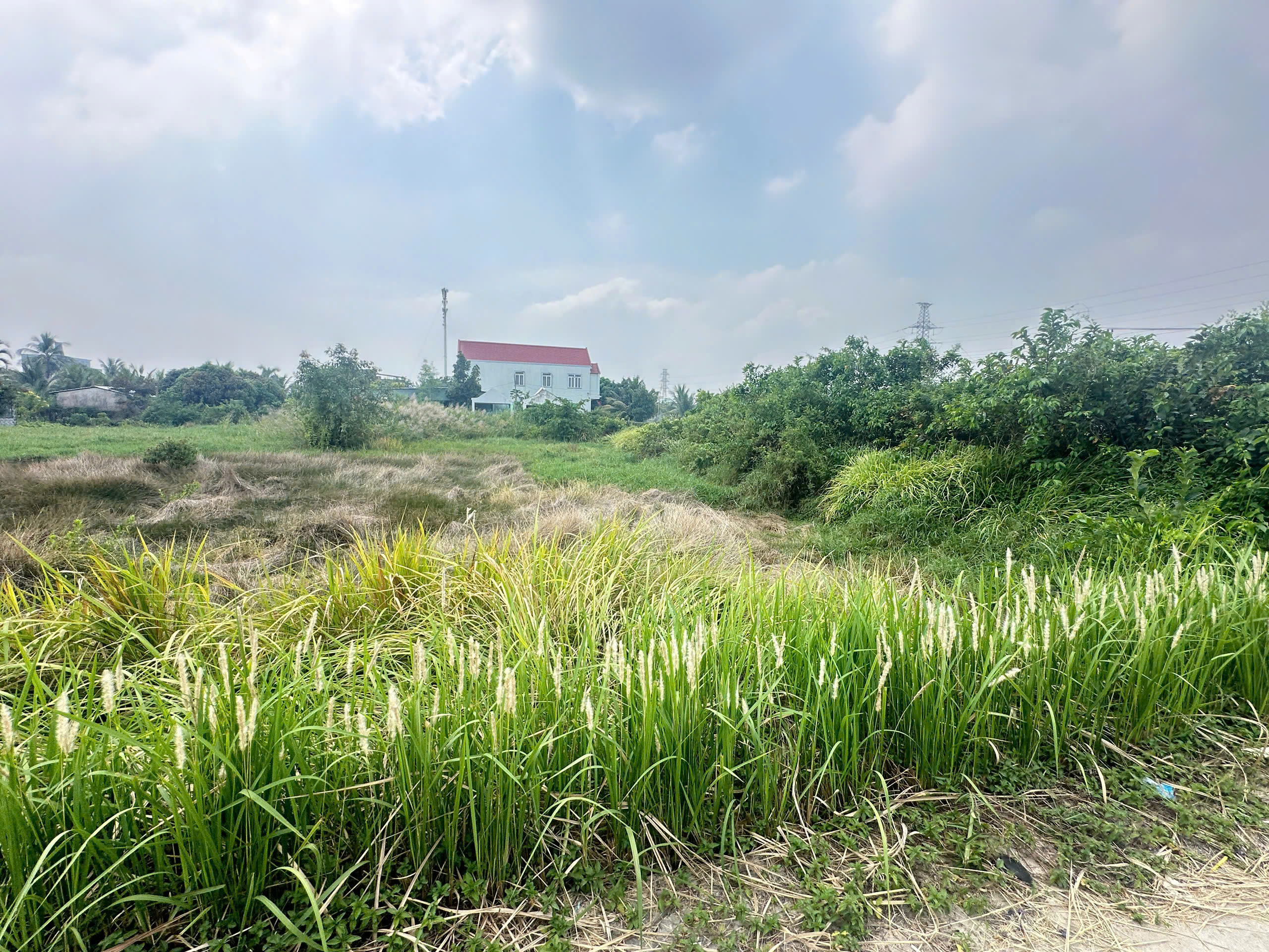  Bán đất mặt tiền đường Rừng Sác , đối diện cây xăng Hiệp Quế , Bình Khánh, Cần Giờ 